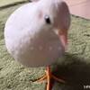 寒波再来 #ヒメウズラ