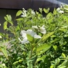 ●蓮田の綾瀬川で桜鑑賞