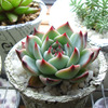 ダイソーさんで多肉植物を購入
