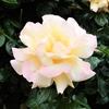 よしうみバラ公園のバラたち （60） ～ 花は心をあたためてくれる ～