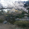 【横浜市西区】掃部山公園【桜の名所】