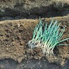 一本ネギの植え付け