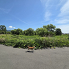 久しぶりの晴れ間