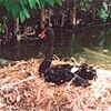 高田公園コクチョウどこへ？（新潟県）