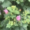 芙蓉