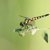 大雨の後のトンボ達