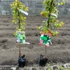 ついに念願の！庭に梅の木を植えました〜