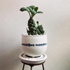 山本真郎Bubles鉢に「Euphorbia Ritchiei」