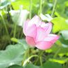 ［ 元町中華街 ］三溪園・中華街　大人の遠足