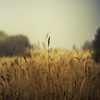 Wild grasses