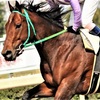 【笠松競馬】の面白い名前の競走馬18頭を紹介！（令和6年9月11日更新）