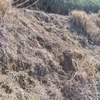  茶草場の維持管理～土留めの作成と雨を活用したカヤの植え付け～
