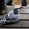 アカハシネッタイチョウ(Red-billed Tropicbird)の巣立ち雛