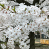 【東京の桜が見頃です🌸】 墨田区錦糸町公園の桜🌸 マナーを守って楽しくお花見🍡 ゴミは持ち帰ろう！