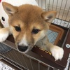 犬の飼い方教室