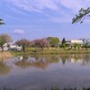 乙戸沼公園のぼたん桜（土浦市）～つくば市とその周辺の風景写真案内（７５６）