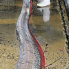 【地震前兆】12月27日に石川県能登町小浦沖の大型定置網に体長約3.4m・重さ16.5㎏の『リュウグウノツカイ』が！！科学的には迷信という扱いだが、深海魚の漂着は地震の前兆という説も！