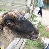 2015年の年賀状用の羊さん写真を愛知牧場で撮って来ました
