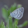 シルビアシジミ　ハマゴウの花の蜜を吸う？