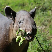 World Tapir Day 4 27 世界バクの日 望月の蠱惑 World Tapir Day 4 27 世界バクの日 望月の蠱惑