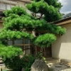 実家の赤松との別れ　