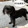 難易度UPしたステロイドの大きさと歯磨きキャンセル界隈の犬