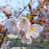 今年の花見　昔の花見