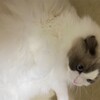 今夜も熱心にお窓観察したふくちゃん