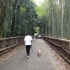 京都の竹林で癒されましたよ(嵐山後編)