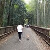 京都の竹林で癒されましたよ(嵐山後編)