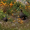 ケープキジシャコ(Cape Spurfowl)など