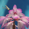 Dendrobium calicopis`Prominence' 