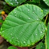 雨が降った……