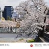 Xiaomi 15 Ultraで桜撮りました「犀川」
