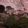 夜桜@千鳥ヶ淵