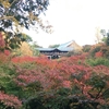 京都観光！見どころ多すぎて1日で足りない！！絶景ポイントをサクッと‼