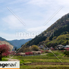 信州　長野県上田市武石　余里の一里の花桃１６