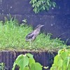 池の端のサギ達