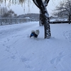 ついに根雪☃️か…