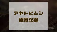 アヤトビムシ類｜内顎綱 トビムシ目 アヤトビムシ科