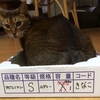 【猫さんと暮らす】きーたんの家族記念日【猫暮らしの始まり】