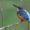 翡翠（カワセミ）♀