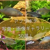 アブラボテの写真・画像ギャラリー50選！