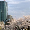 桜の季節 in Japan 🇯🇵 