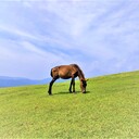 サムライ寿司