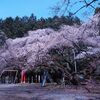 春の富士宮ドライブお花見編