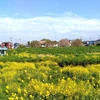 海、山、川・・・花、野草・・・