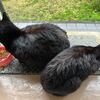 昨日の夜と朝の黒猫ダブル