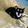 まろにー2658日目
