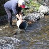 第2回やまめ稚魚放流